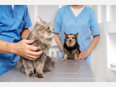 Busqueda de Trabajo  Busco Veterinario/a